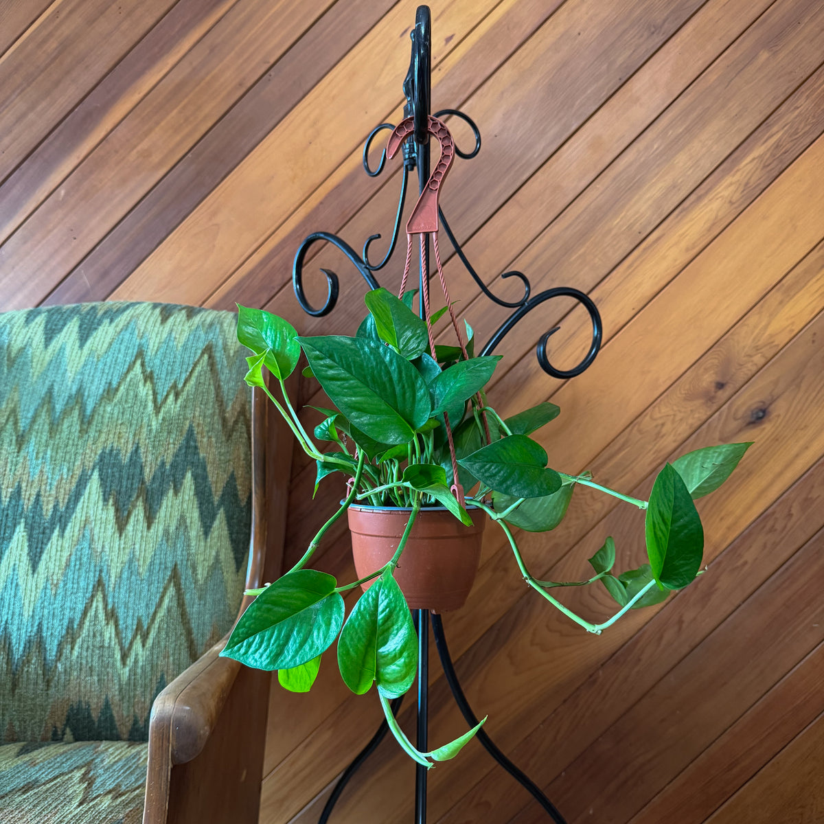 Pothos Jade Hanging Basket (Epipremnum Aureum 'Jade') - 6 Inch Indoor Houseplant -Ship Only