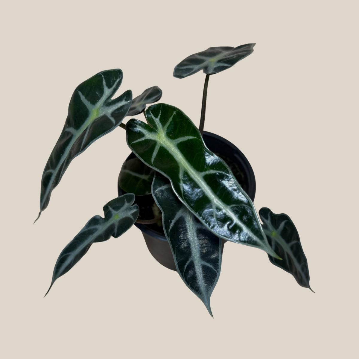 Alocasia Bambino (Alocasia Amazonica 'Bambino') - 4 Inch Indoor Houseplant -Ship Only