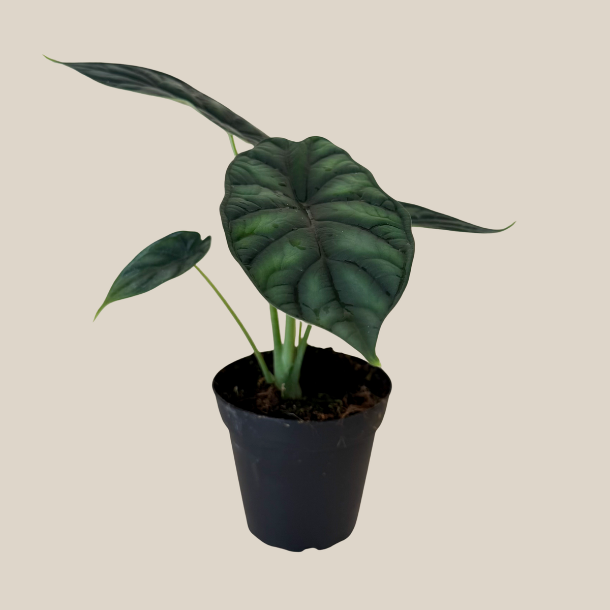 Alocasia Dragon Scale (Alocasia Baginda 'Dragon Scale') - 4 Inch Indoor Houseplant -Ship Only