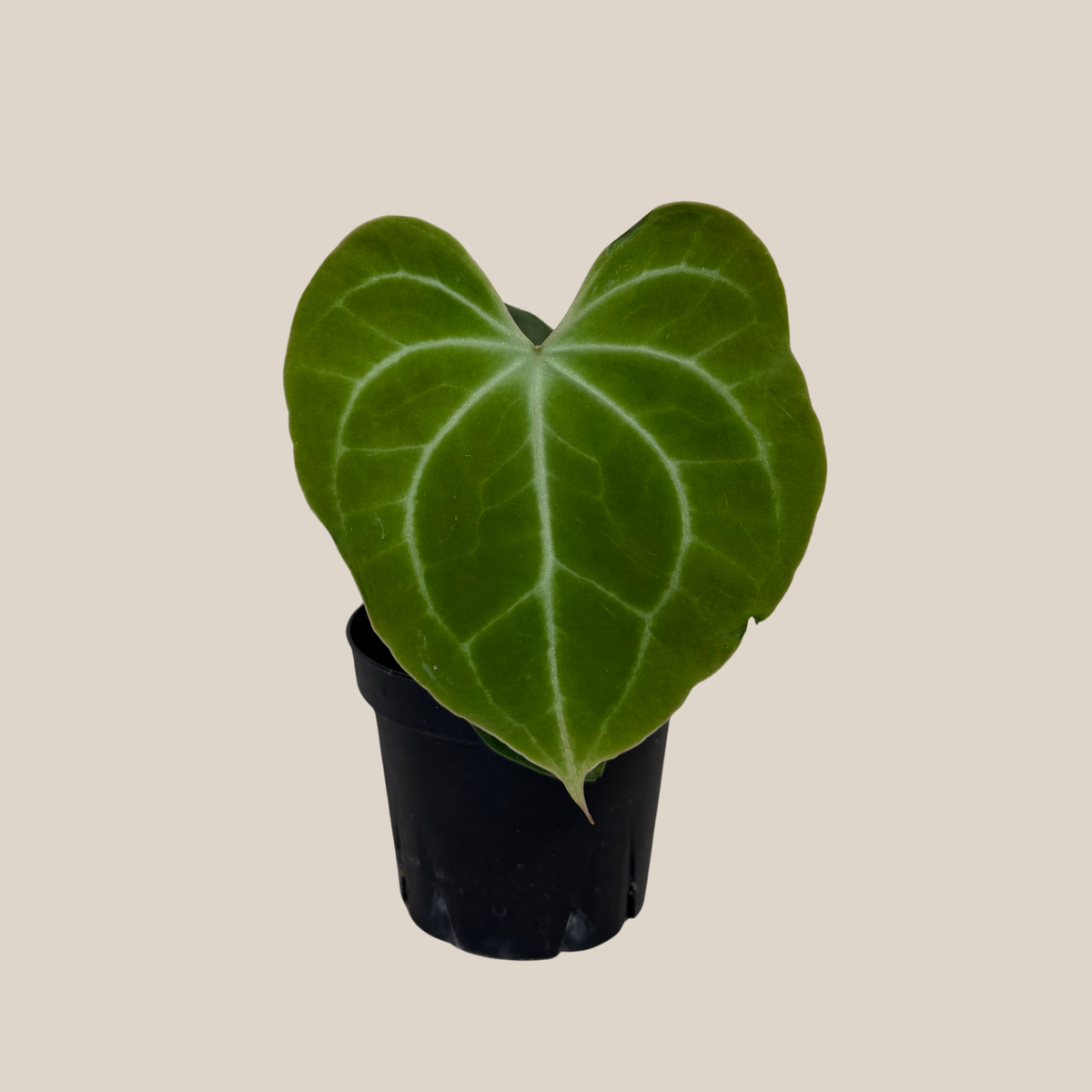 Anthurium Clarinervium Hybrid - 4 Inch Indoor Houseplant -Ship Only