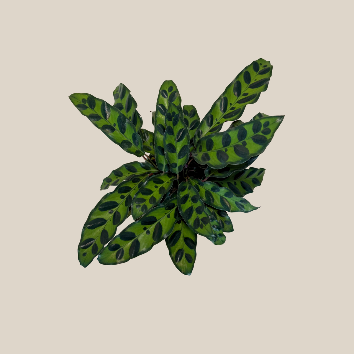Calathea Rattlesnake (Calathea Lancifolia Goeppertia Insignis) - 4 Inch Indoor Houseplant -Ship Only
