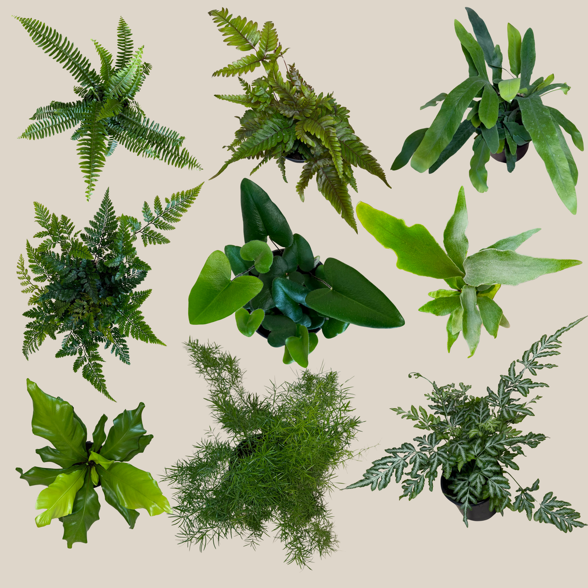 Mystery Ferns 2 Pack - 4 Inch Indoor Houseplants -Ship Only