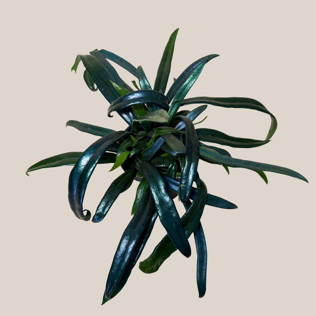 Blue Oil Fern (Microsorum Thailandicum) - 4 Inch Indoor Houseplant -Ship Only