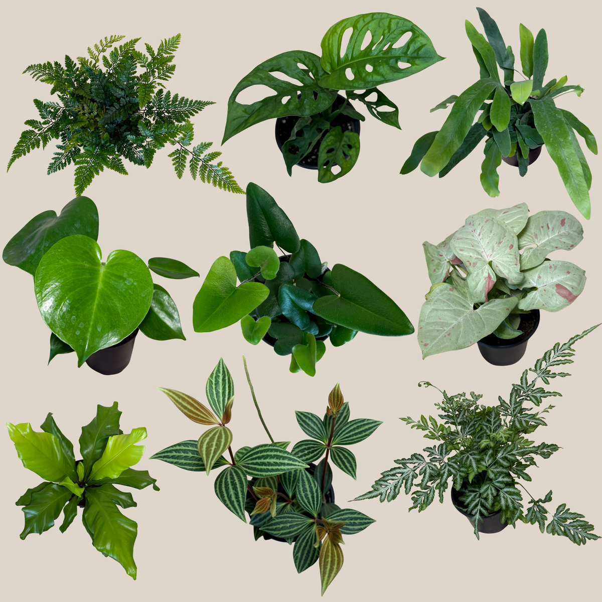 Fern & Foliage Mystery Houseplant 2 Pack - 4 Inch Indoor Houseplants -Ship Only