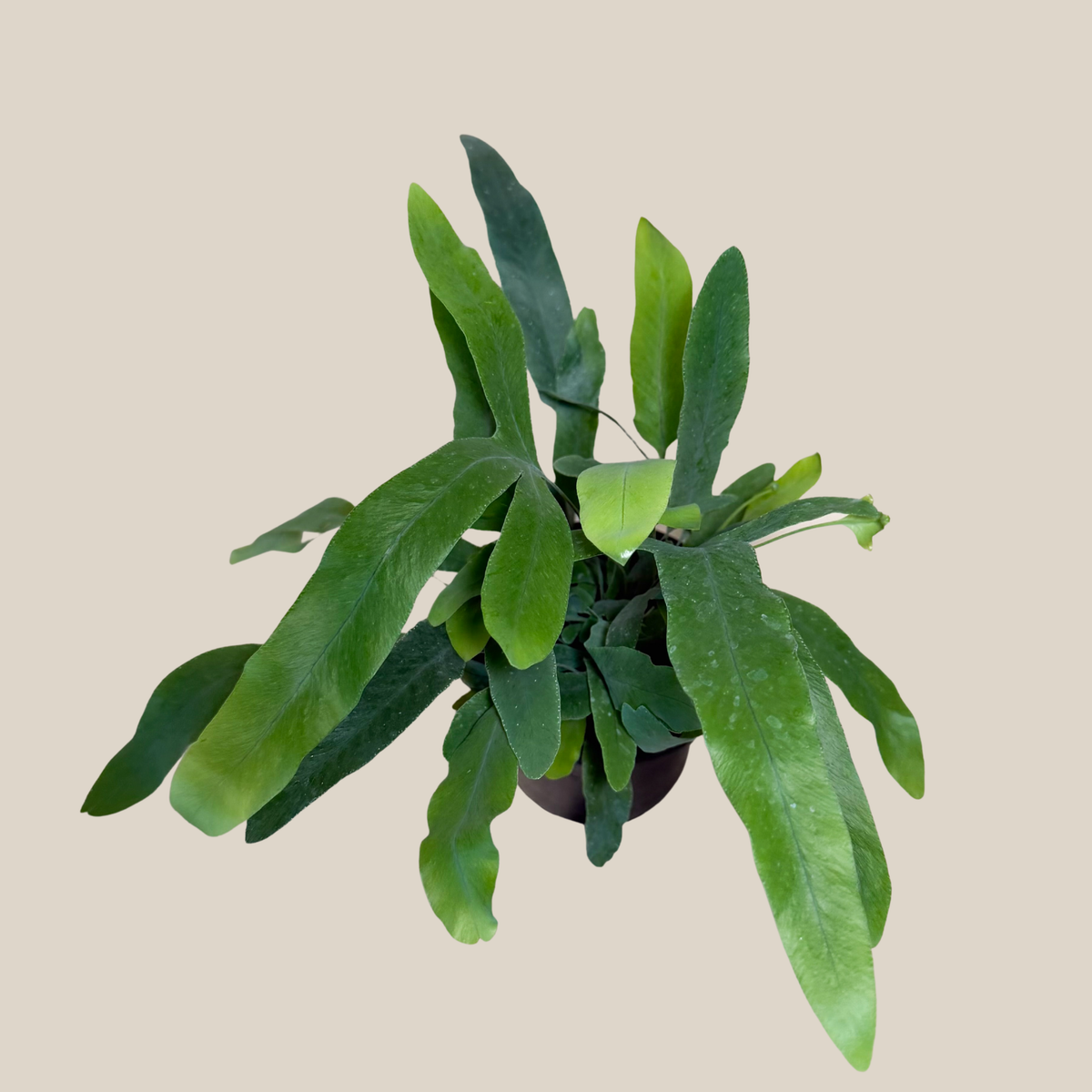 Blue Star Footed Fern (Phlebodium Aureum 'Blue Star') - 4 Inch Indoor Houseplant -Ship Only