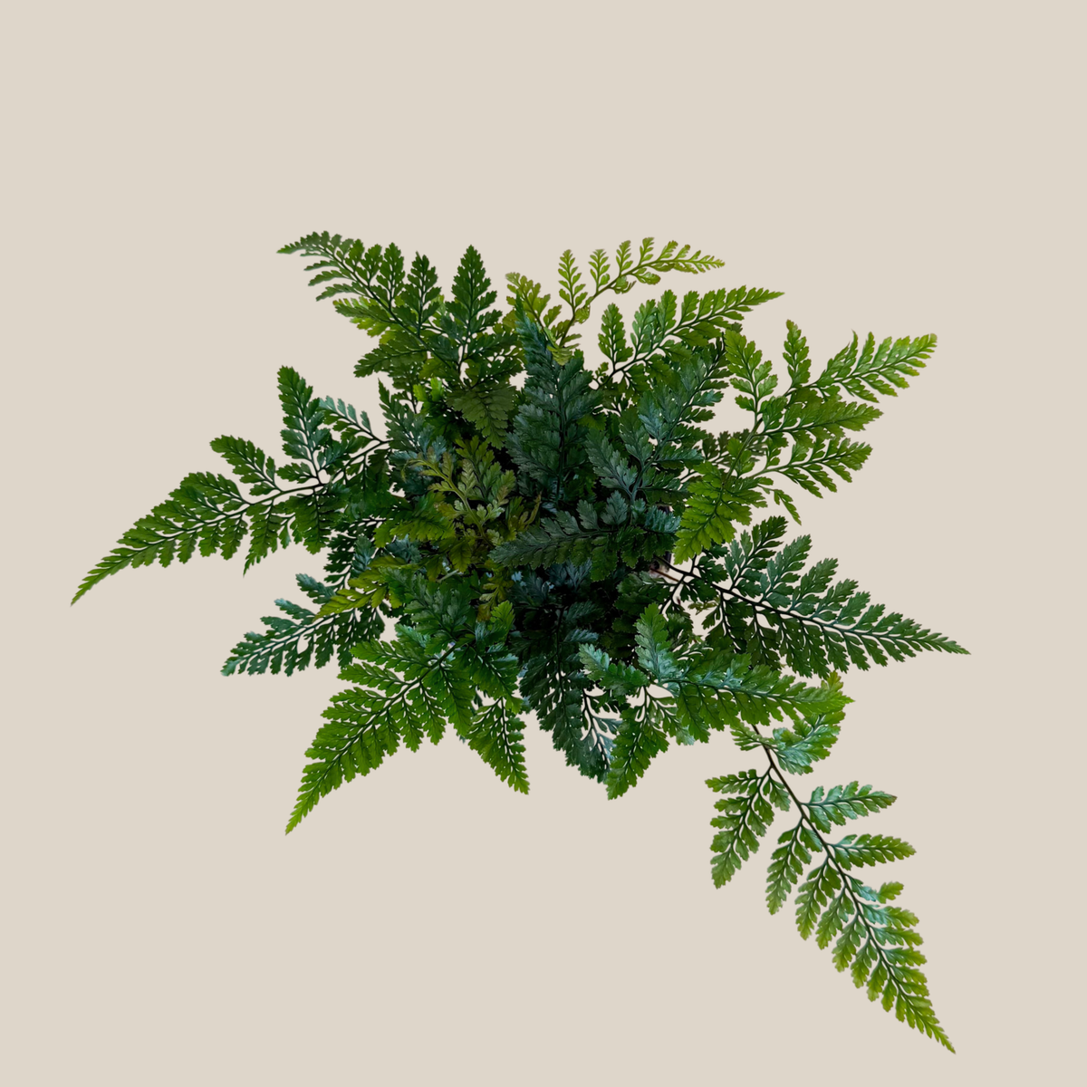 Rabbits Foot Footed Fern (Davallia Fejeensis) - 4 Inch Indoor Houseplant -Ship Only