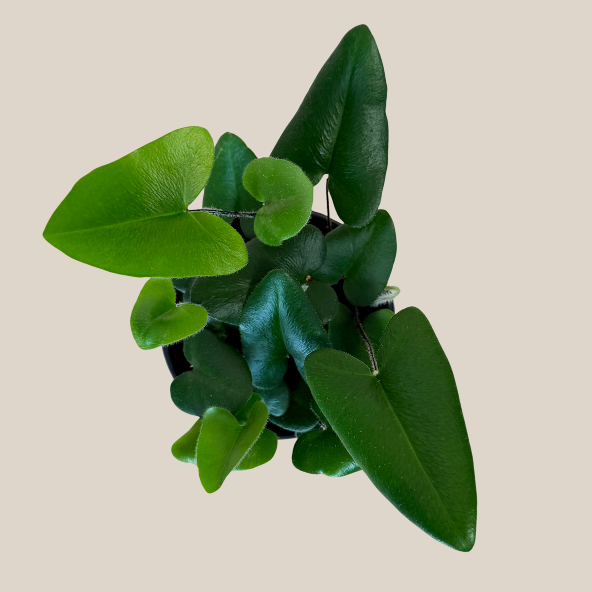 Heart Fern (Hemionitis Arifolia) - 4 Inch Indoor Houseplant -Ship Only