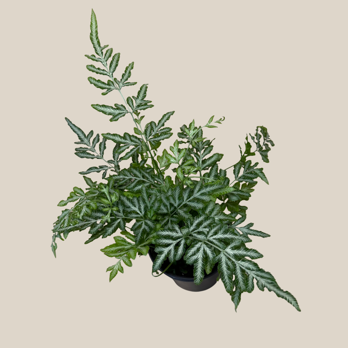 Silver Lace Fern (Pteris Ensiformis 'Evergemiensis') - 4 Inch Indoor Houseplant -Ship Only