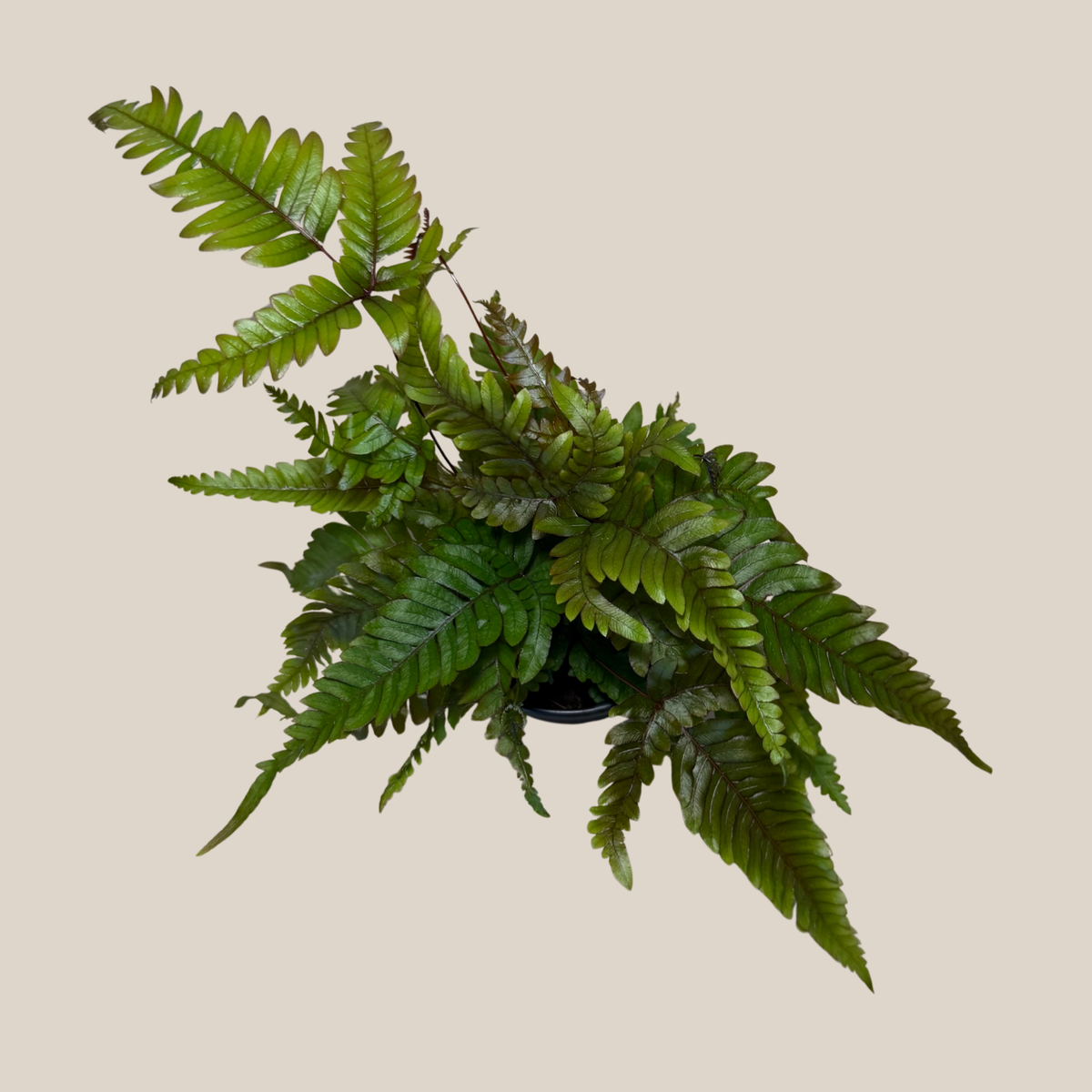 Tri-Color Fern (Pteris Quadriaurita 'Tricolor') - 4 Inch Indoor Houseplant -Ship Only
