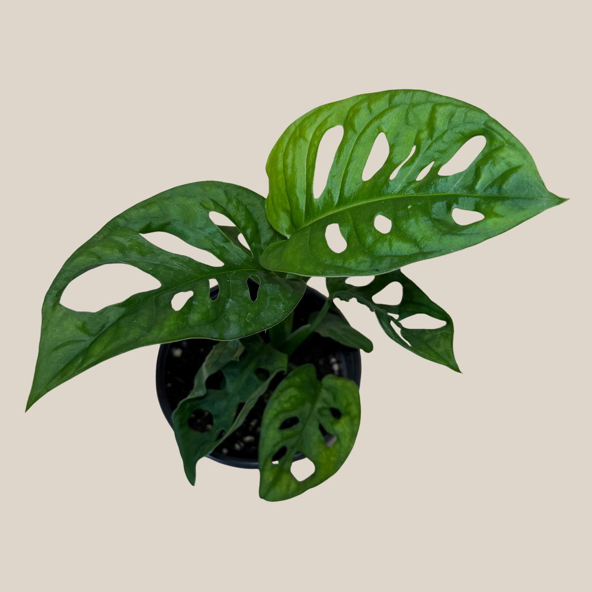 Swiss Cheese Plant (Monstera Adansonii 'Wide Form') - 4 Inch Indoor Houseplant -Ship Only