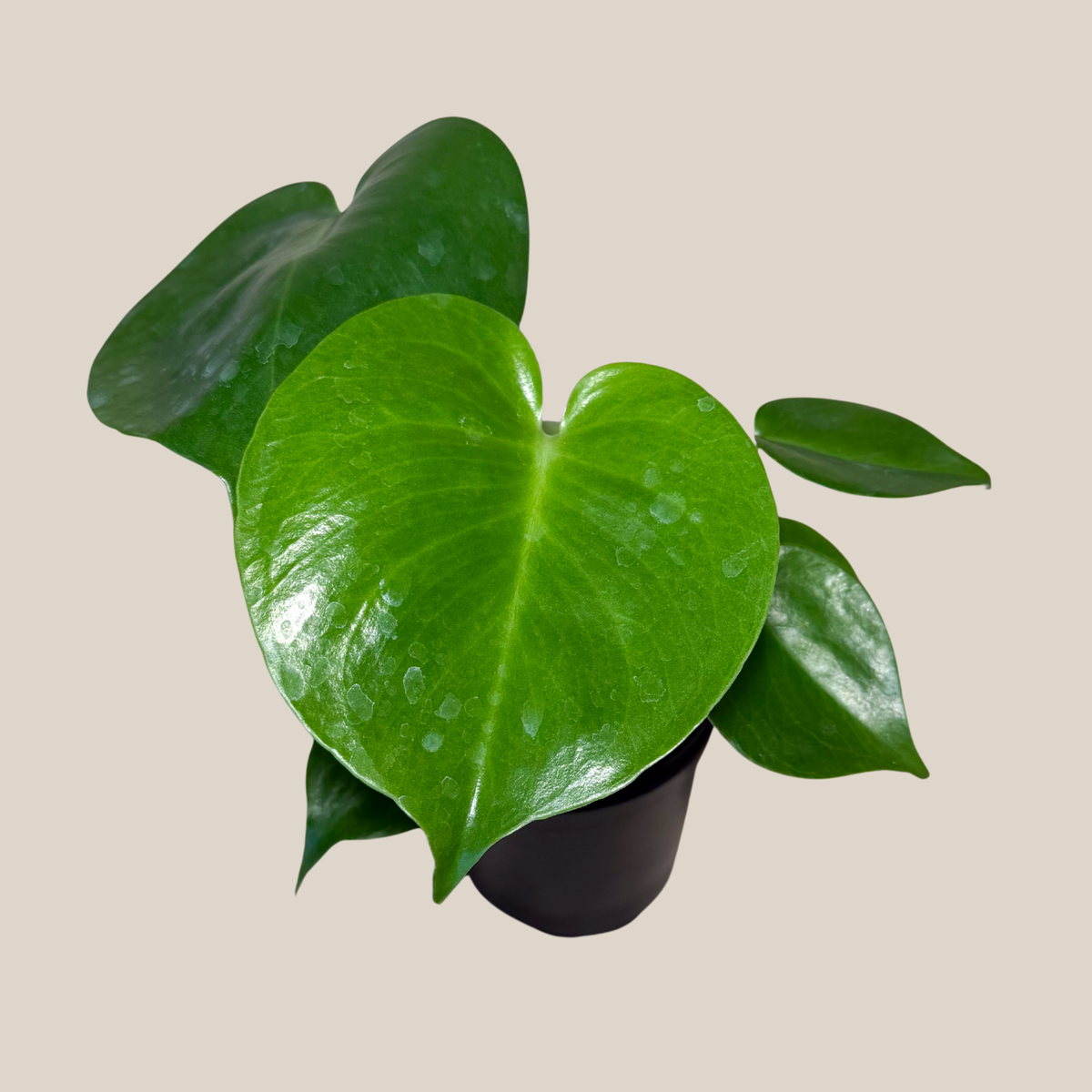 Monstera Deliciosa - 4 Inch Indoor Houseplant -Ship Only