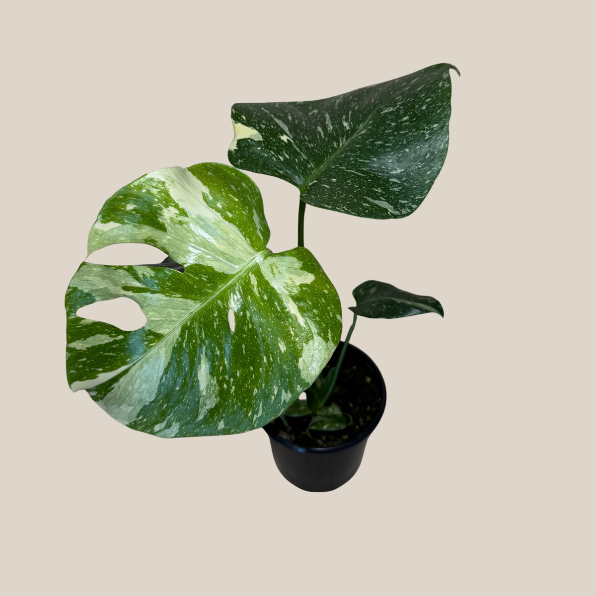 Monstera Thai Constellation (Monstera Deliciosa 'Thai Constellation') - 4 Inch Indoor Houseplant -Ship Only