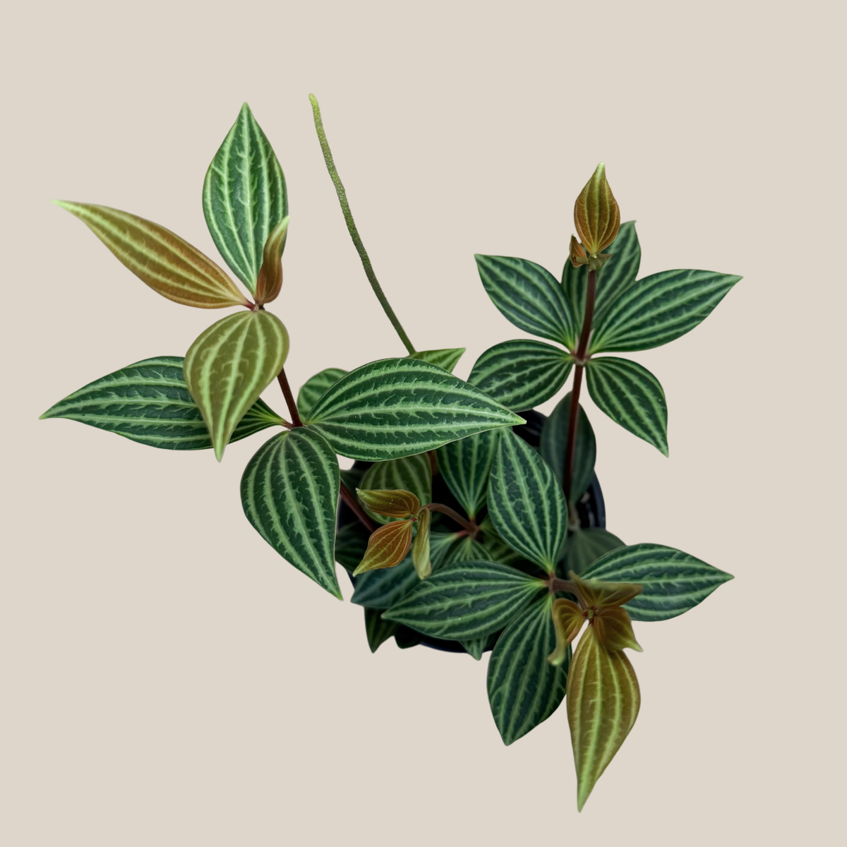 Peperomia Stilt (Peperomia Puteolata) - 4 Inch Indoor Houseplant -Ship Only