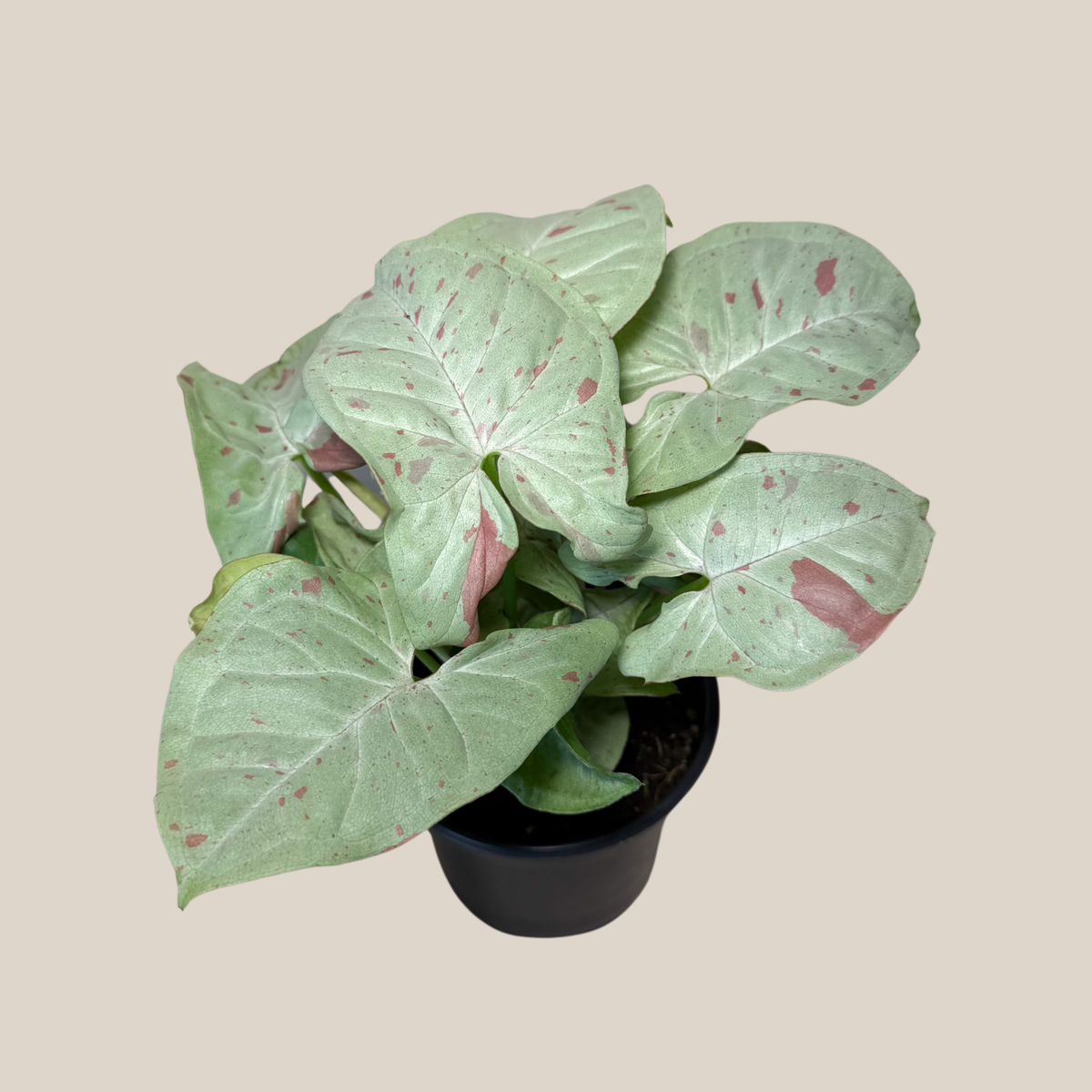 Syngonium Milk Confetti (Syngonium Podophyllum 'Milk Confetti') - 4 Inch Indoor Houseplant -Ship Only