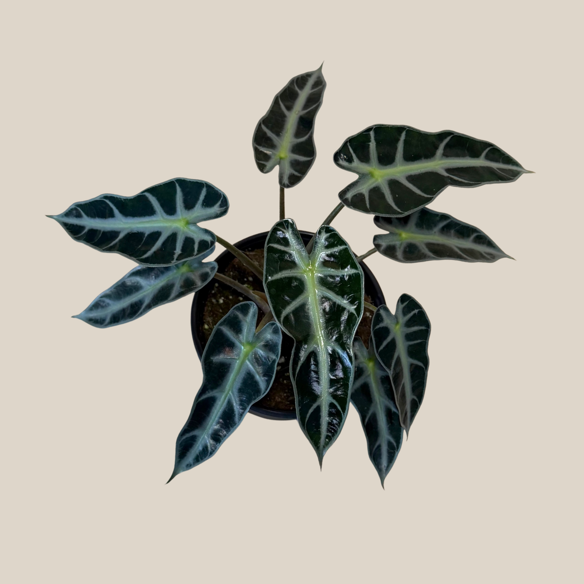 Alocasia Bambino (Alocasia Amazonica 'Bambino') - 6 Inch Indoor Houseplant -Ship Only