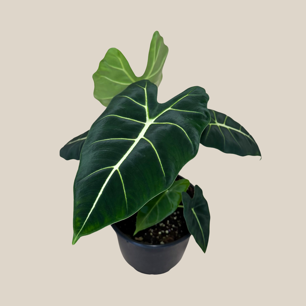 Alocasia Frydek (Alocasia Micholitziana 'Frydek') - 6 Inch Indoor Houseplant -Ship Only