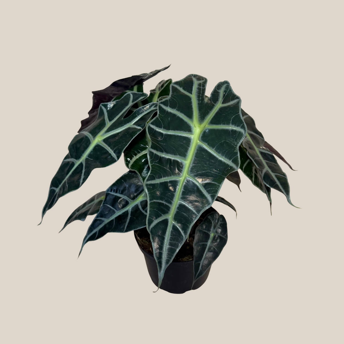 Alocasia Polly (Alocasia x Amazonica 'Polly') - 6 Inch Indoor Houseplant -Ship Only