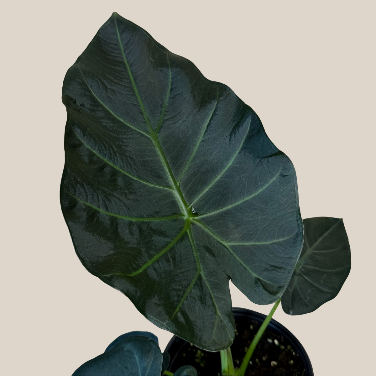 Alocasia Regal Shield (Alocasia Odora x Alocasia Reginula) - 6 Inch Indoor Houseplant -Ship Only