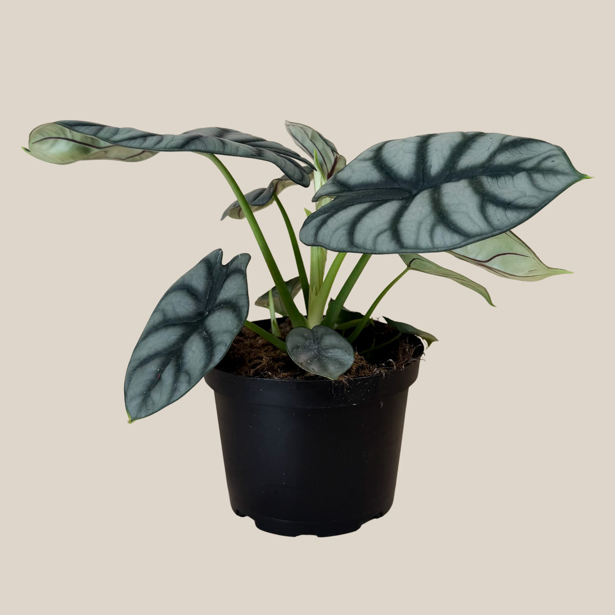 Alocasia Silver Dragon (Alocasia Baginda 'Silver Dragon') - 6 Inch Indoor Houseplant -Ship Only