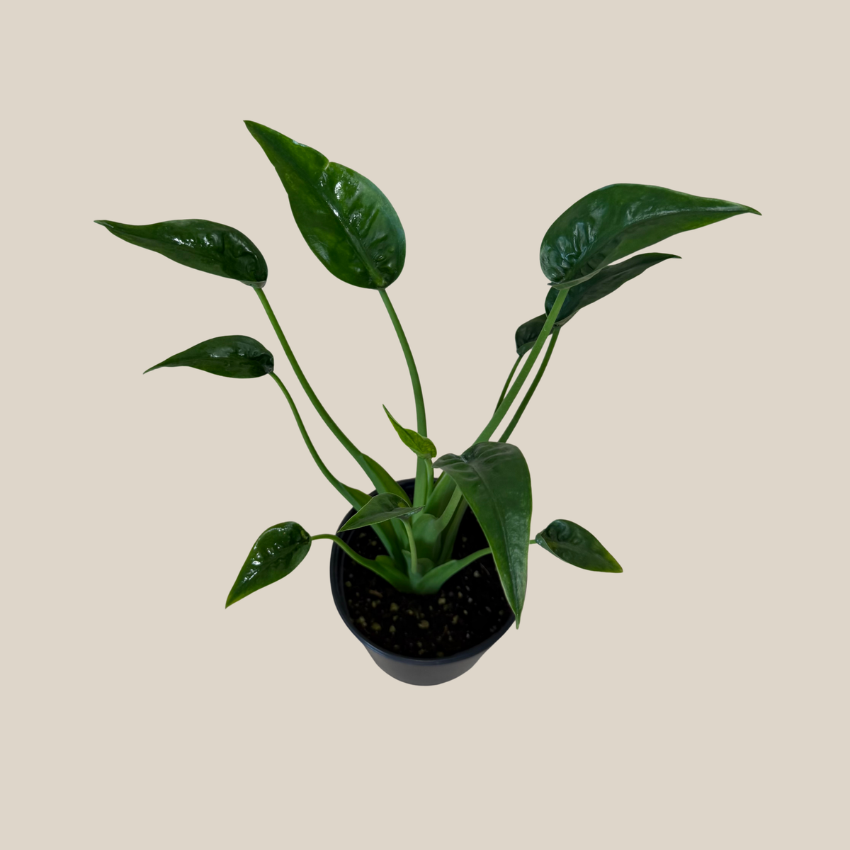 Alocasia Tiny Dancer (Alocasia Brisbanensis x Alocasia Odora 'Tiny Dancer') - 6 Inch Indoor Houseplant -Ship Only