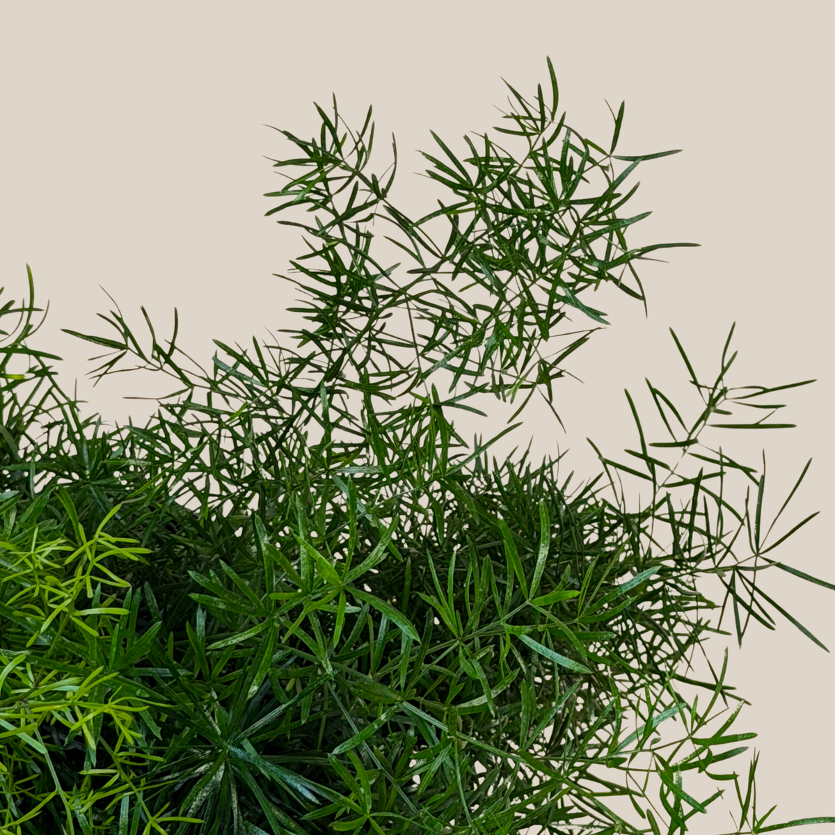 Sprenger's Asparagus Fern (Asparagus Sprengerii) - 6 Inch Indoor Houseplant -Ship Only