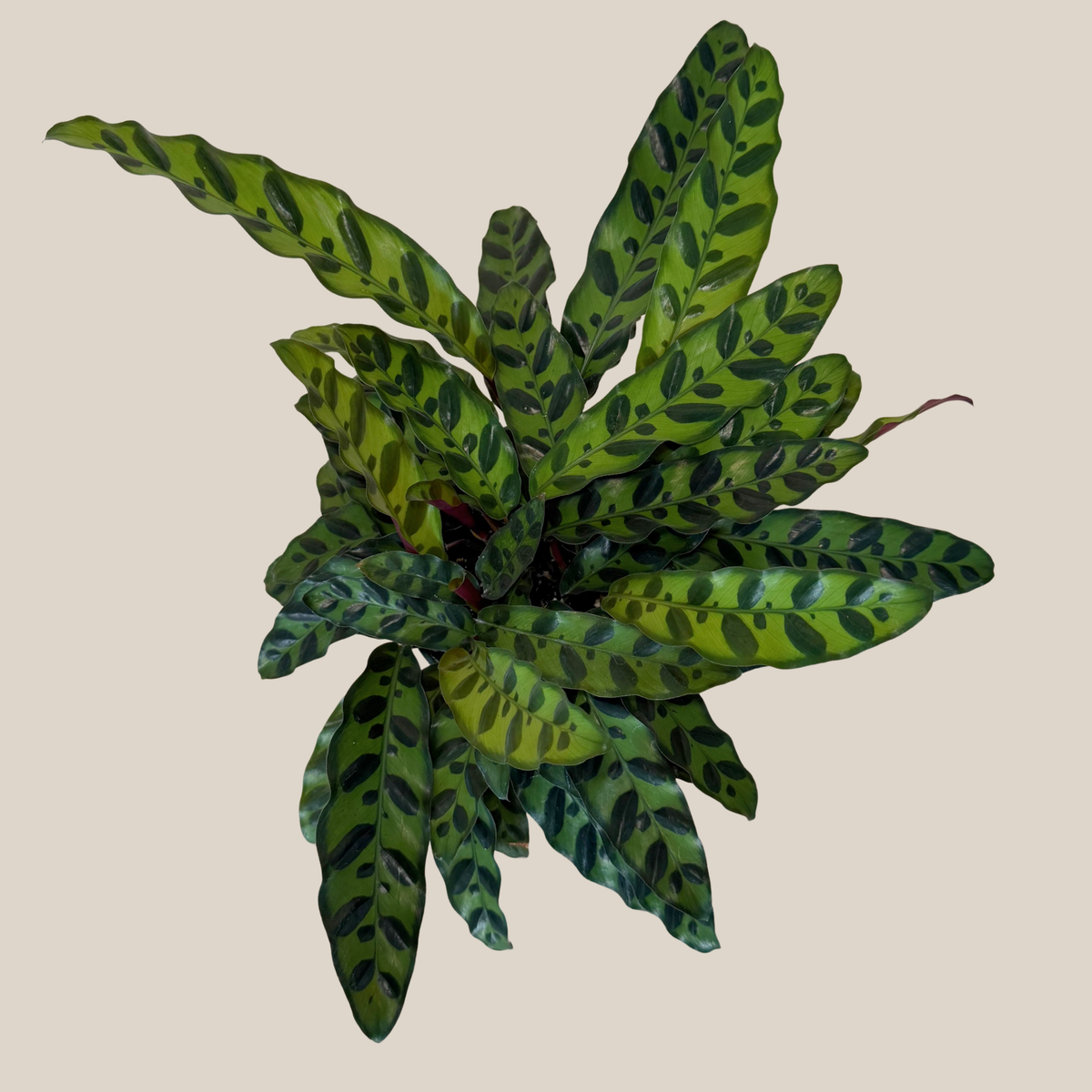 Calathea Rattlesnake (Calathea Lancifolia Goeppertia Insignis) - 6 Inch Indoor Houseplant -Ship Only