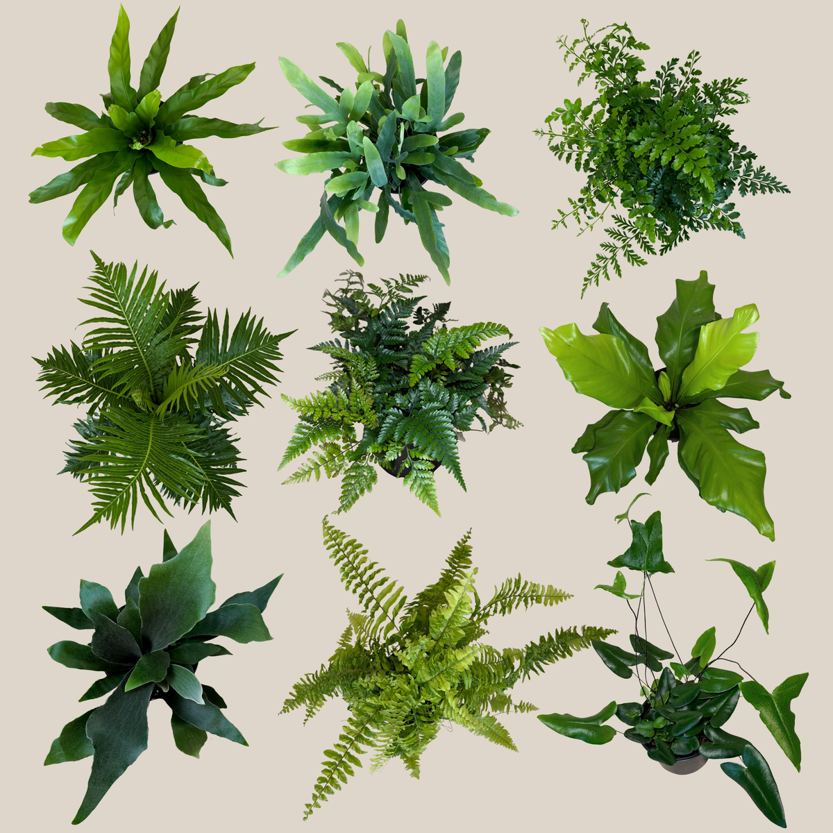 Mystery Ferns 2 Pack - 6 Inch Indoor Houseplants -Ship Only