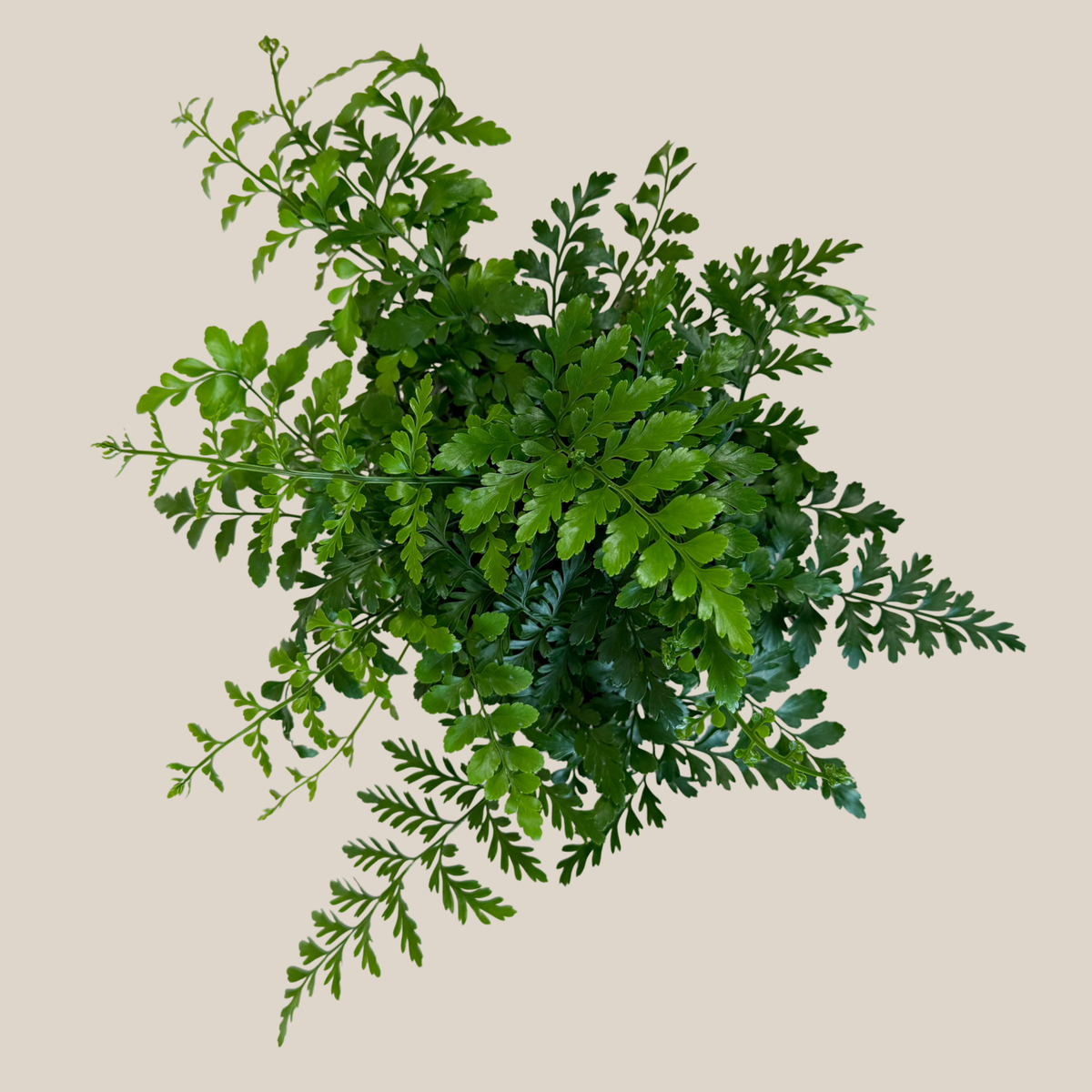 Austral Gem Fern (Doryopteris Cordata) - 6 Inch Indoor Houseplant -Ship Only