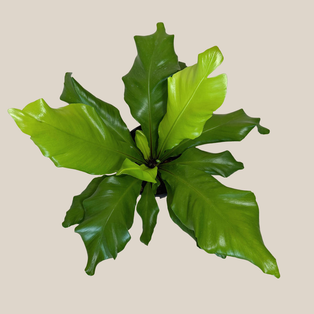 Nidus Bird's Nest Fern (Asplenium Nidus) - 6 Inch Indoor Houseplant -Ship Only