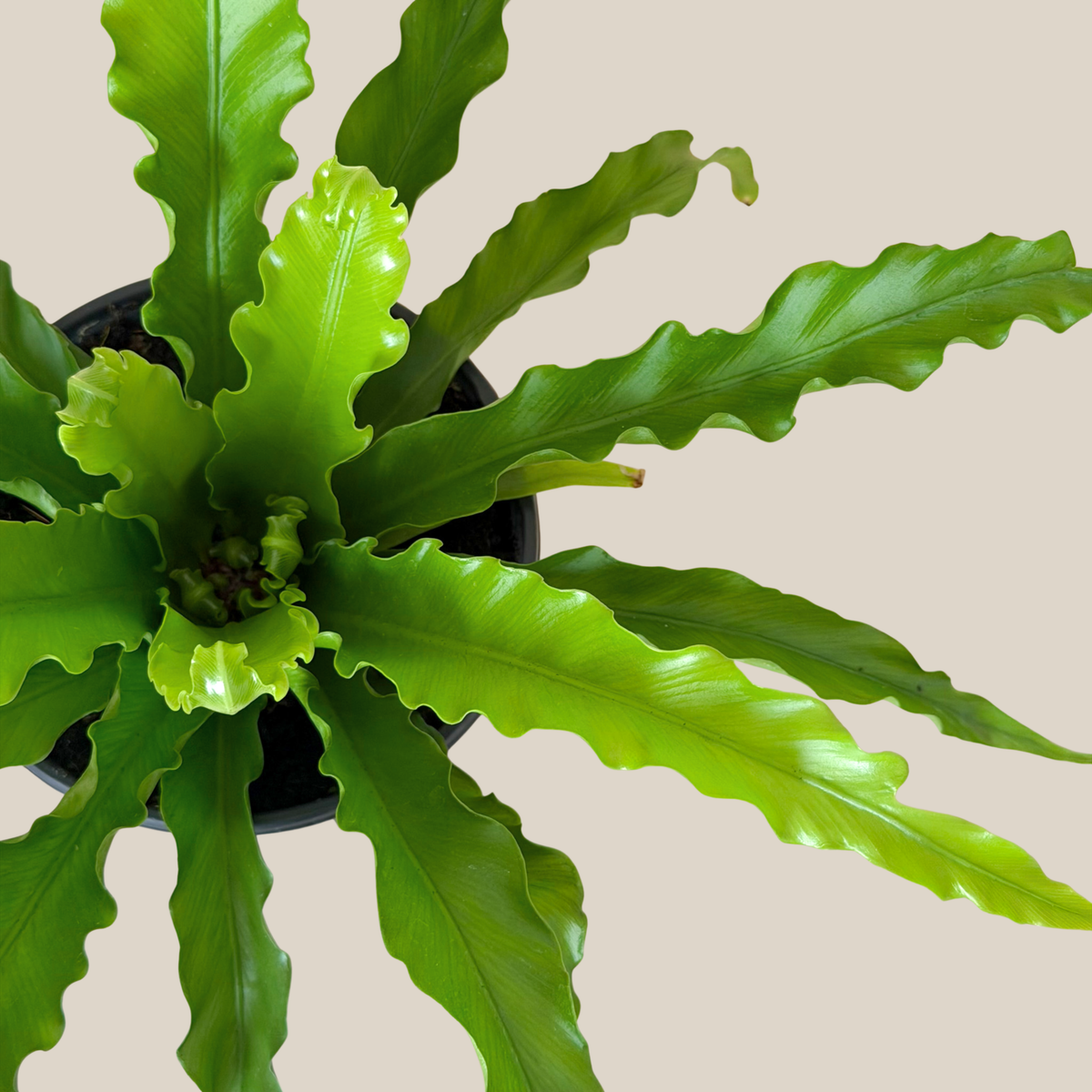 Victoria Bird's Nest Fern (Asplenium Antiquum 'Victoria') - 6 Inch Indoor Houseplant -Ship Only