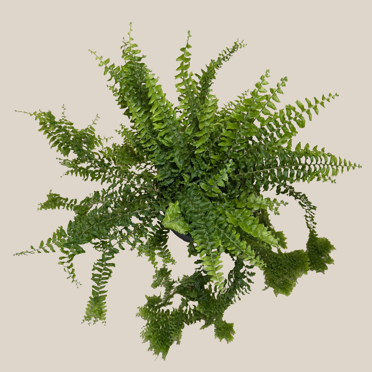 Petticoat Boston Fern (Nephrolepis Exaltata 'Petticoat') - 6 Inch Indoor Houseplant -Ship Only
