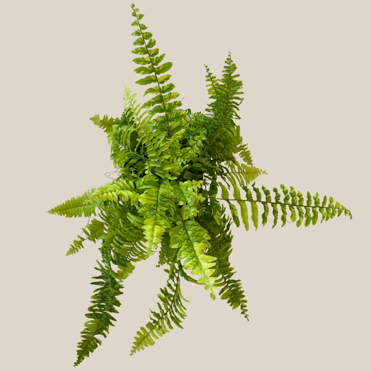 Tiger Stripe Boston Fern (Nephrolepis Exaltata 'Tiger Fern') - 6 Inch Indoor Houseplant -Ship Only