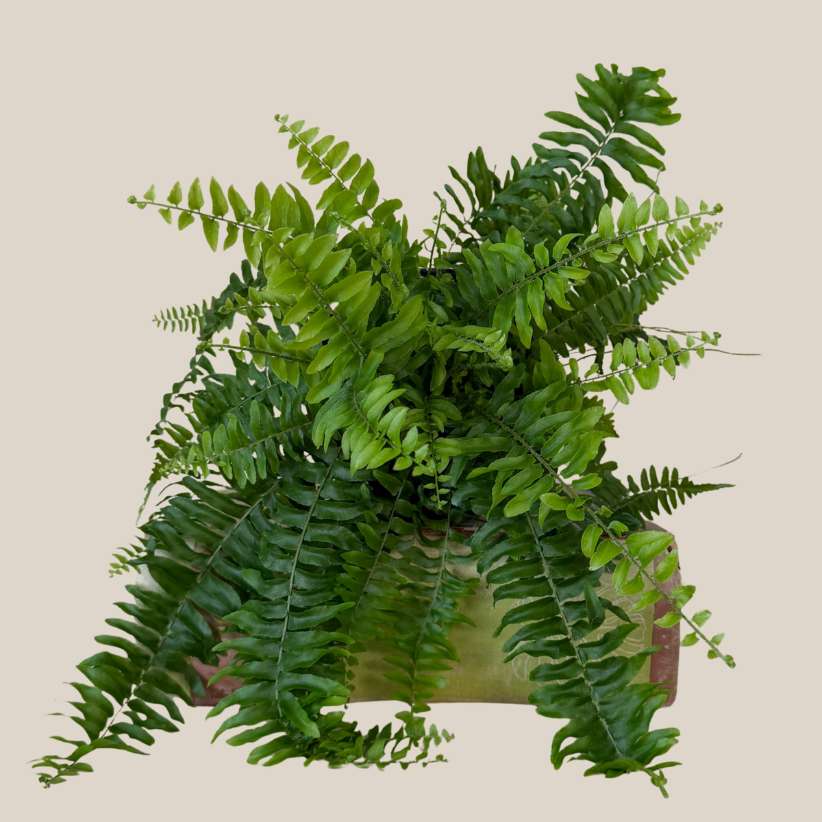 True Boston Fern (Nephrolepis Exaltata) - 6 Inch Indoor Houseplant -Ship Only