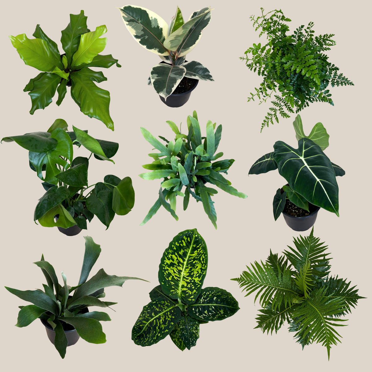 Fern & Foliage Mystery Houseplant 2 Pack - 6 Inch Indoor Houseplants -Ship Only