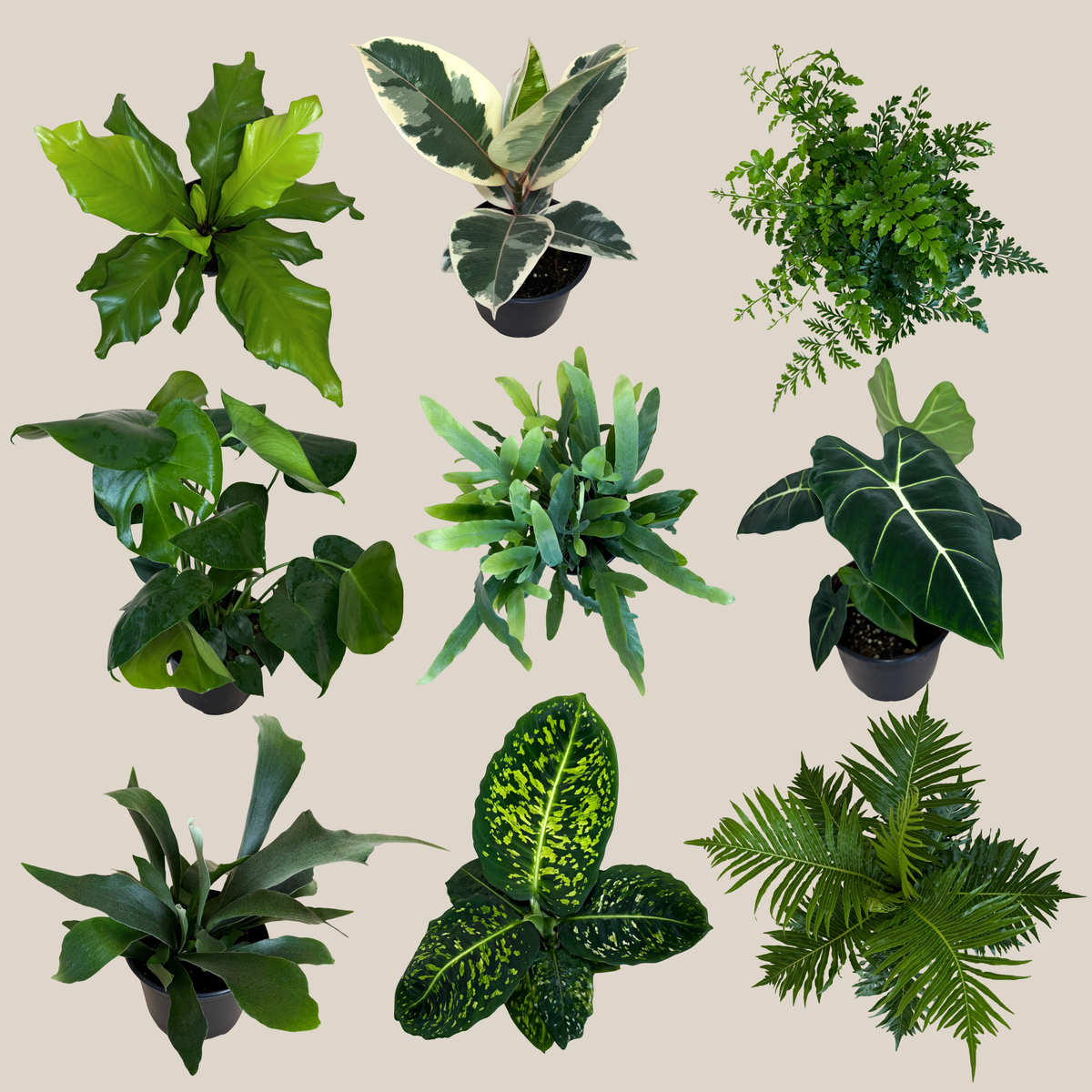 Fern & Foliage Mystery Houseplant 4 Pack - 6 Inch Indoor Houseplants -Ship Only