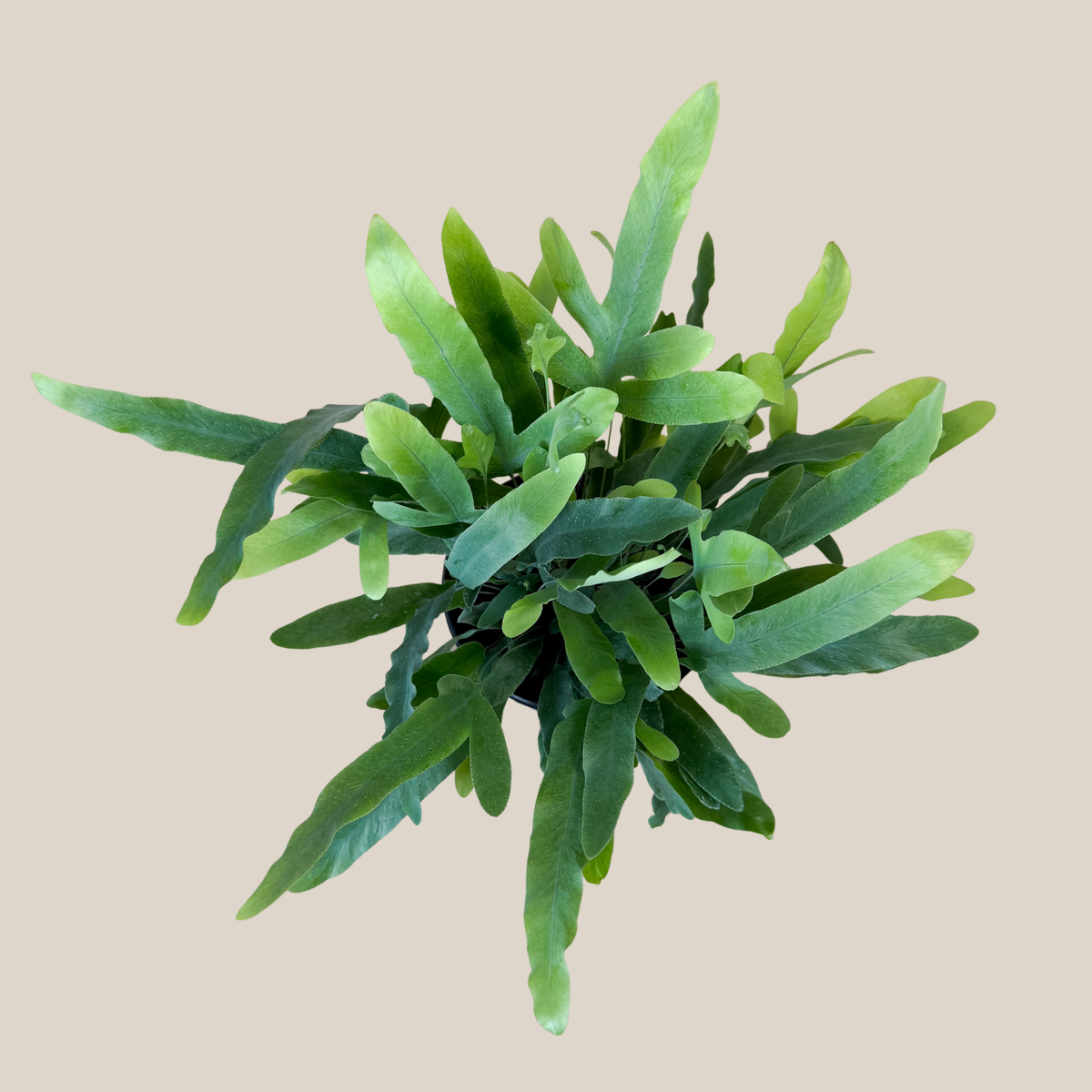 Blue Star Footed Fern (Phlebodium Aureum 'Blue Star) - 6 Inch Indoor Houseplant -Ship Only