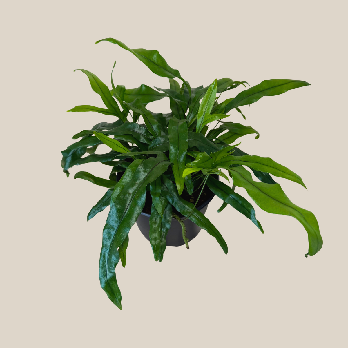 Kangaroo Paw Footed Fern (Phymatosorus Diversifolius) - 6 Inch Indoor Houseplant -Ship Only