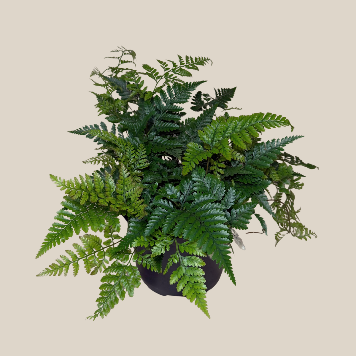 Rabbit Foot Footed Fern (Davallia Fejeensis) - 6 Inch Indoor Houseplant -Ship Only