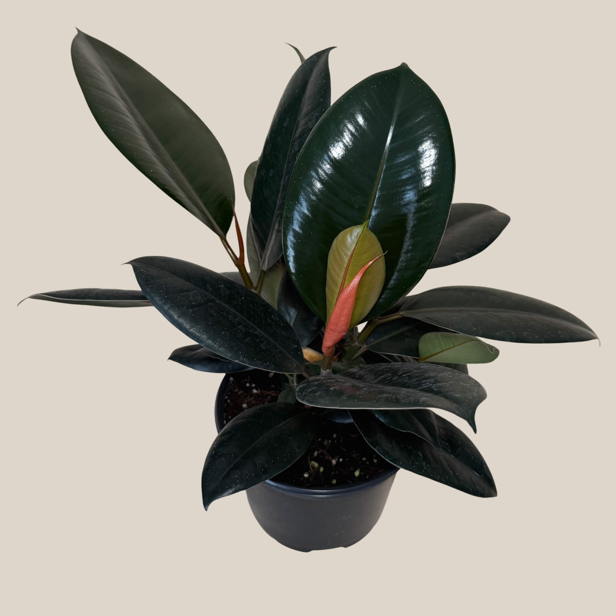 Burgundy Rubber Plant (Ficus Elastica 'Burgundy') - 6 Inch Indoor Houseplant -Ship Only