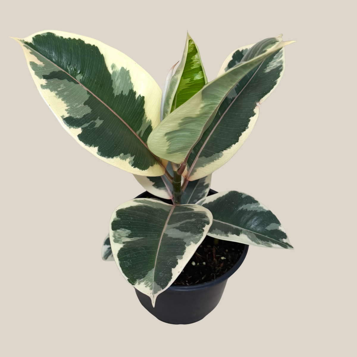 Variegated Rubber Plant (Ficus Elastica 'Tineke') - 6 Inch Indoor Houseplant -Ship Only