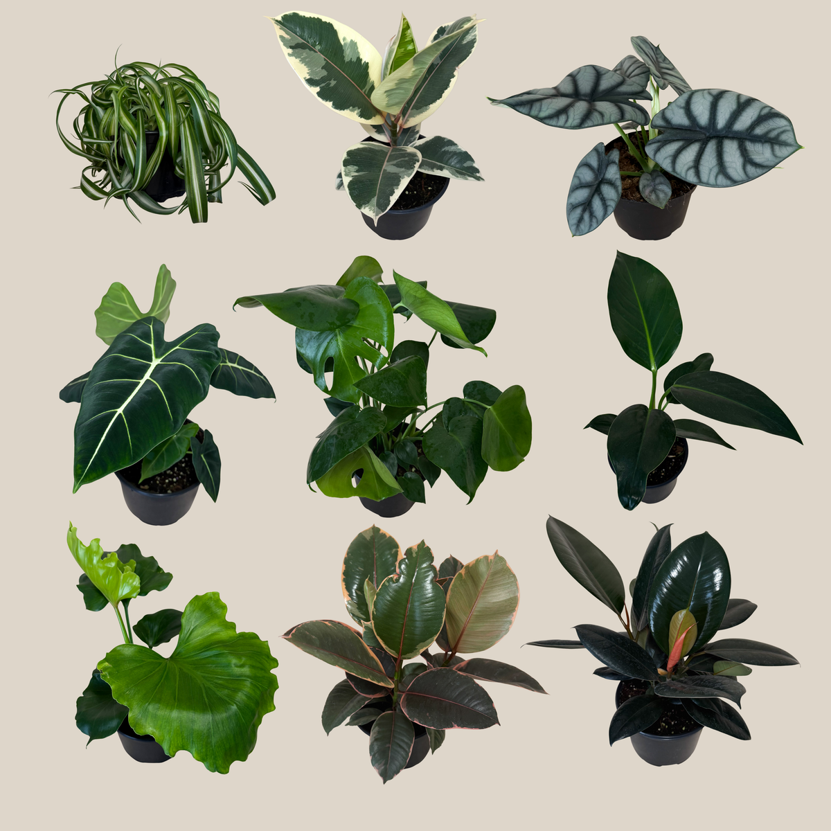 Mystery Foliage 4 Pack - 6 Inch Indoor Houseplants -Ship Only