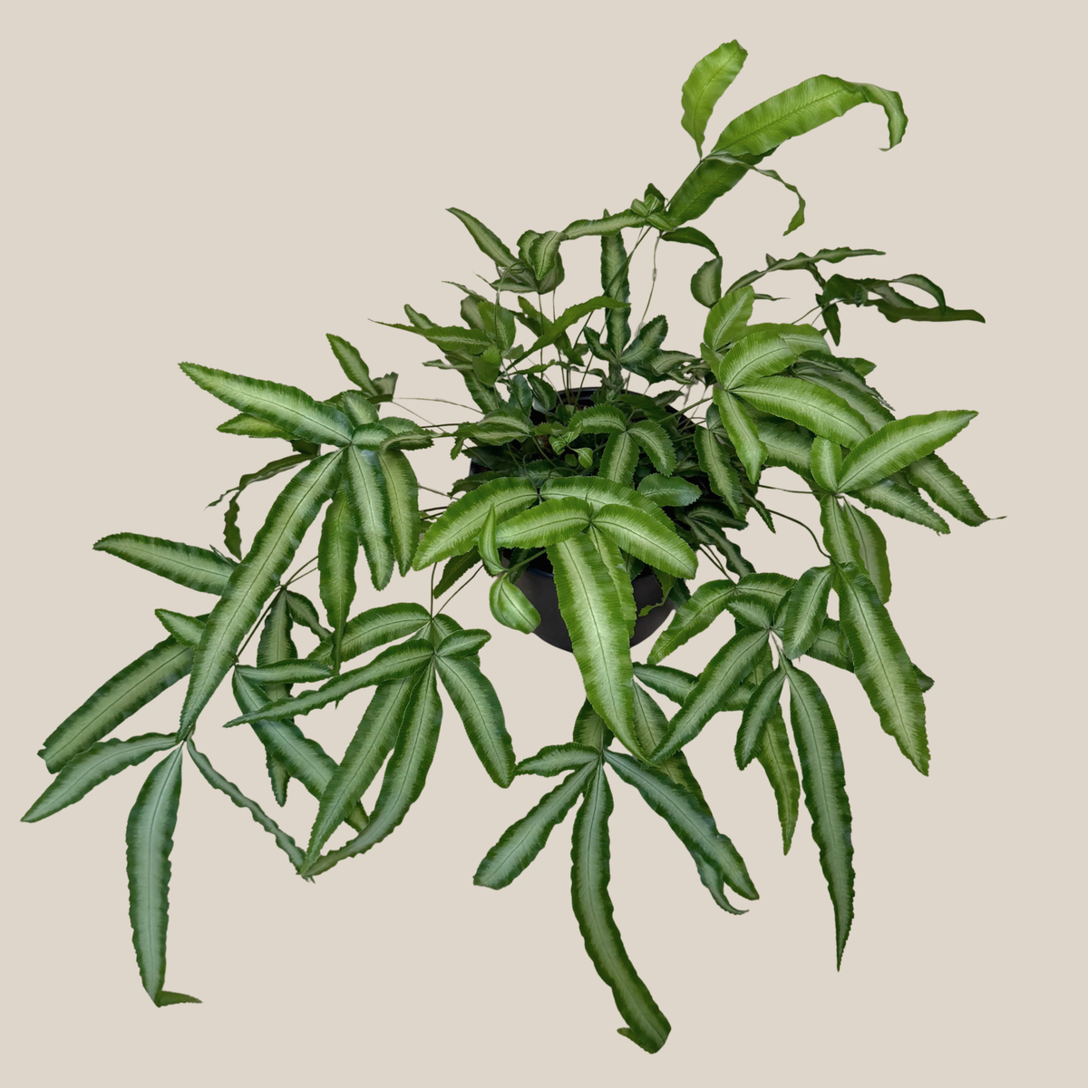 Silver Ribbon Fern (Pteris Cretica 'Albolineata') - 6 Inch Indoor Houseplant -Ship Only