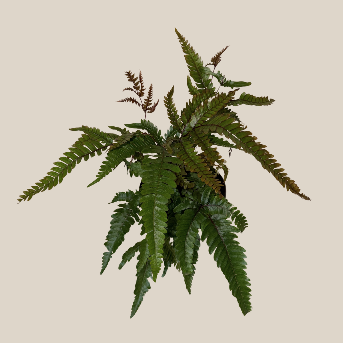 Tri-Color Fern (Pteris Quadriaurita 'Tricolor') - 6 Inch Indoor Houseplant -Ship Only