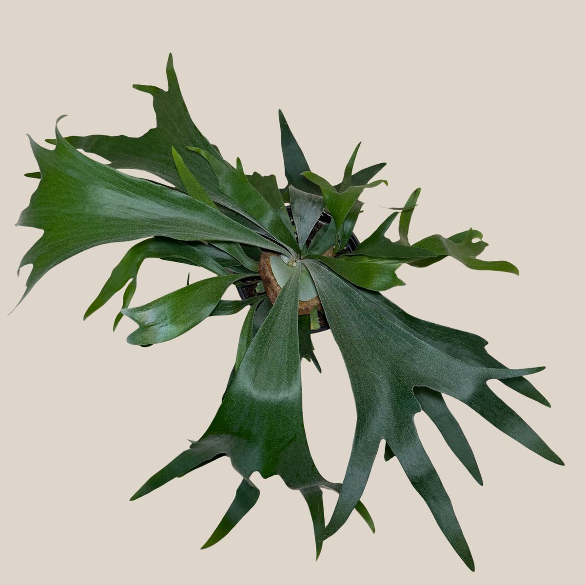 Staghorn Bifurcatum Fern (Platycerium Bifurcatum) - 6 Inch Indoor Houseplant -Ship Only