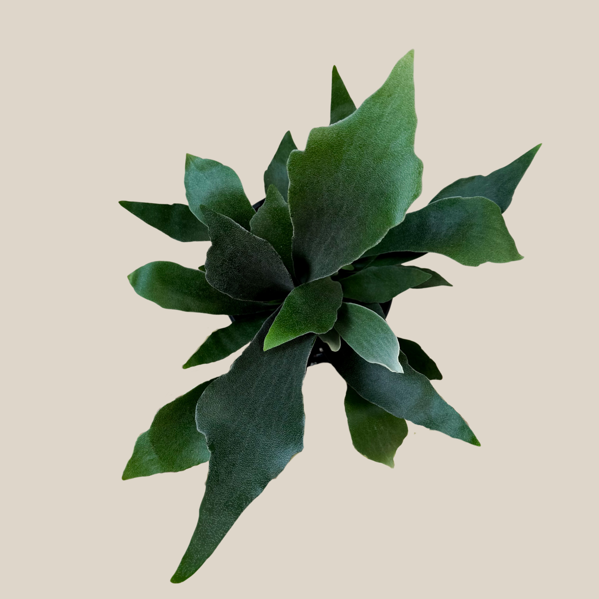 Staghorn Netherlands Fern (Platycerium Bifurcatum 'Netherlands') - 6 Inch Indoor Houseplant -Ship Only