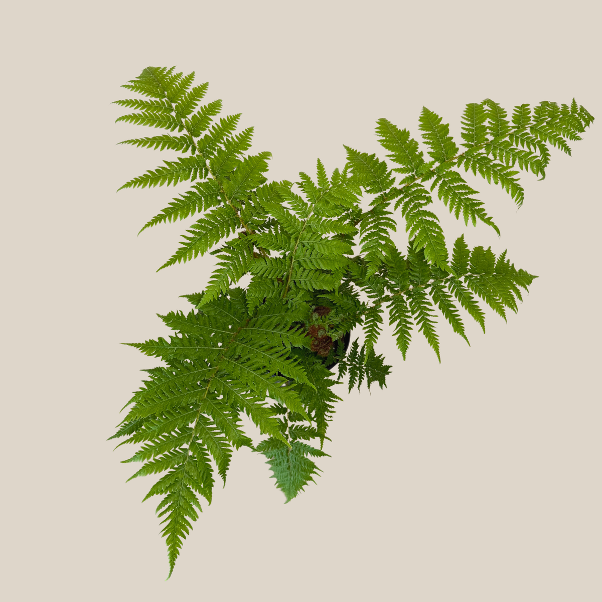 Australian Tree Fern (Cyathea Cooperi) - 6 Inch Indoor Houseplant -Ship Only