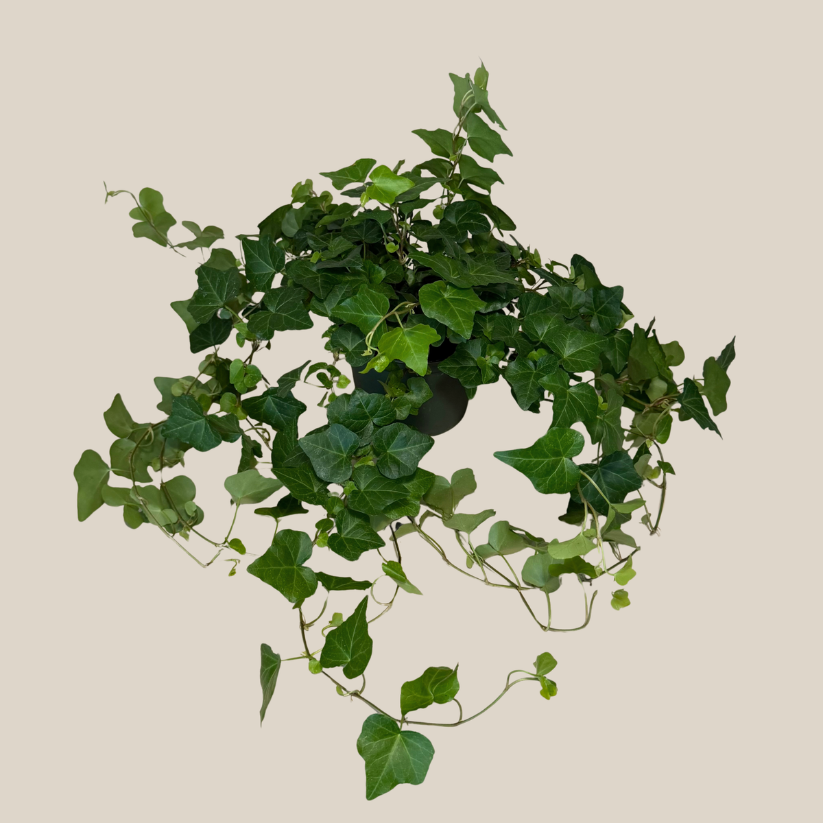 Green Ivy (Hedera Helix) - 6 Inch Indoor Houseplant -Ship Only