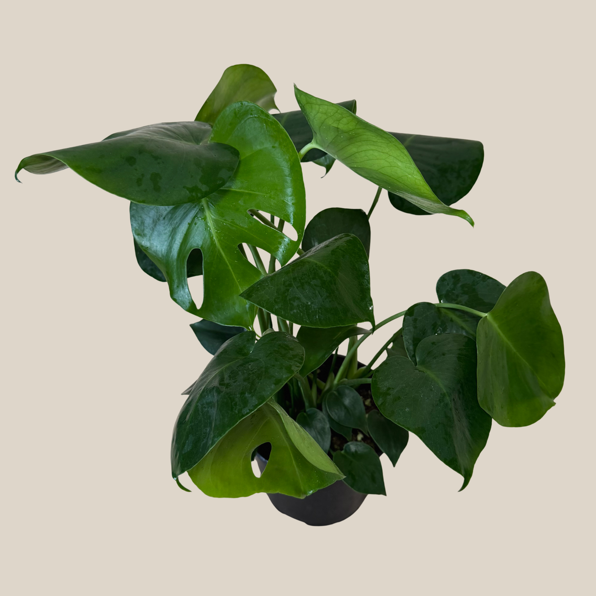 Monstera Deliciosa - 6 Inch Indoor Houseplant -Ship Only