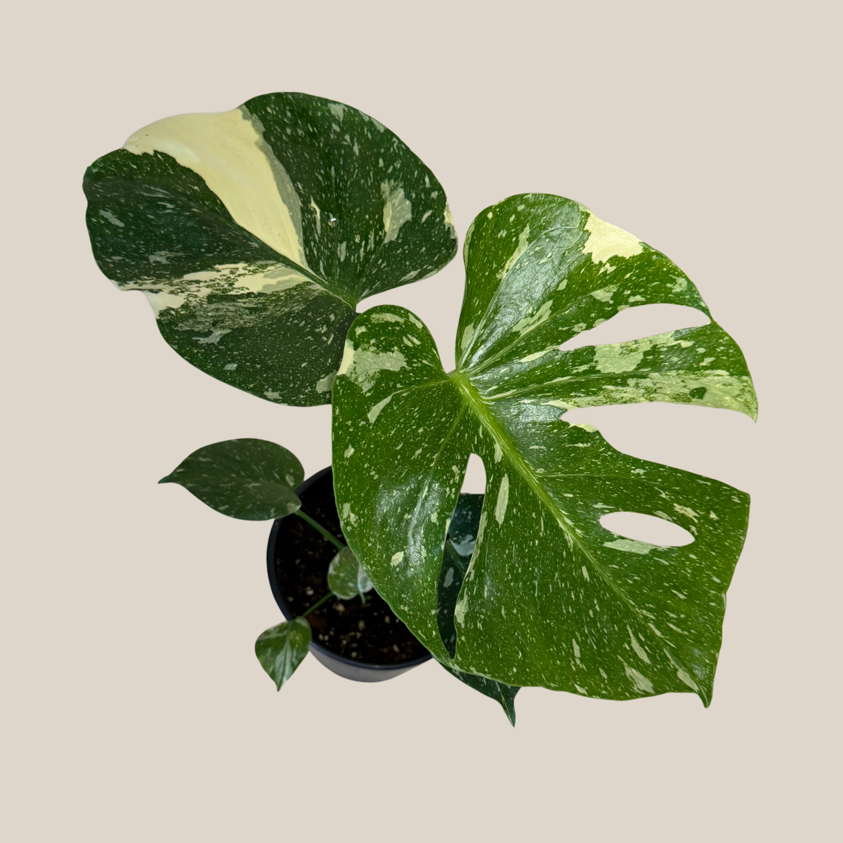 Monstera Thai Constellation (Monstera Deliciosa 'Thai Constellation') - 6 Inch Indoor Houseplant -Ship Only