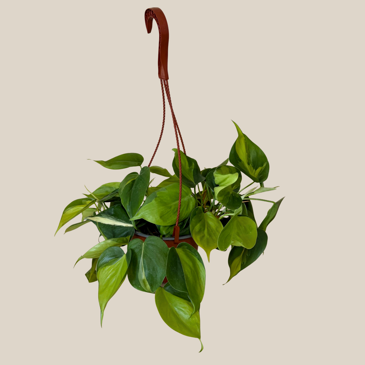 Philodendron Brasil Hanging Basket (Philodendron Hederaceum 'Brasil') - 6 Inch Indoor Houseplant -Ship Only